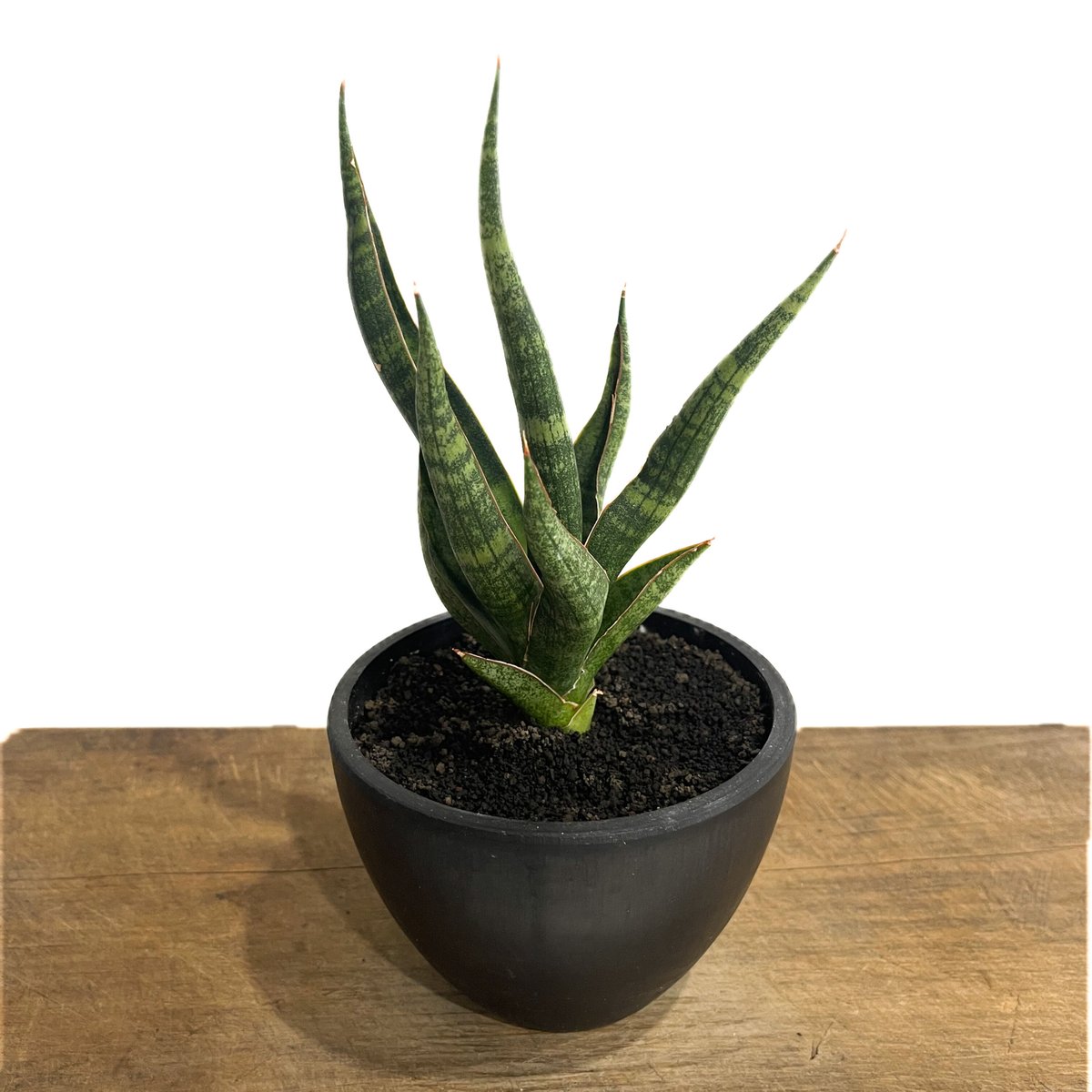 サンセベリア カミナリ「Sansevieria KAMINARI “雷”」64D-1 | SH