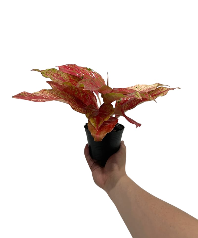 アグラオネマ クワック サブ 「Aglaonema Kwak Sub」33Q | SHOUCH