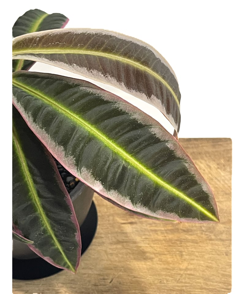 ラビシア sp.「Labisia sp.」79A-3 | SHOUCHIKUEN