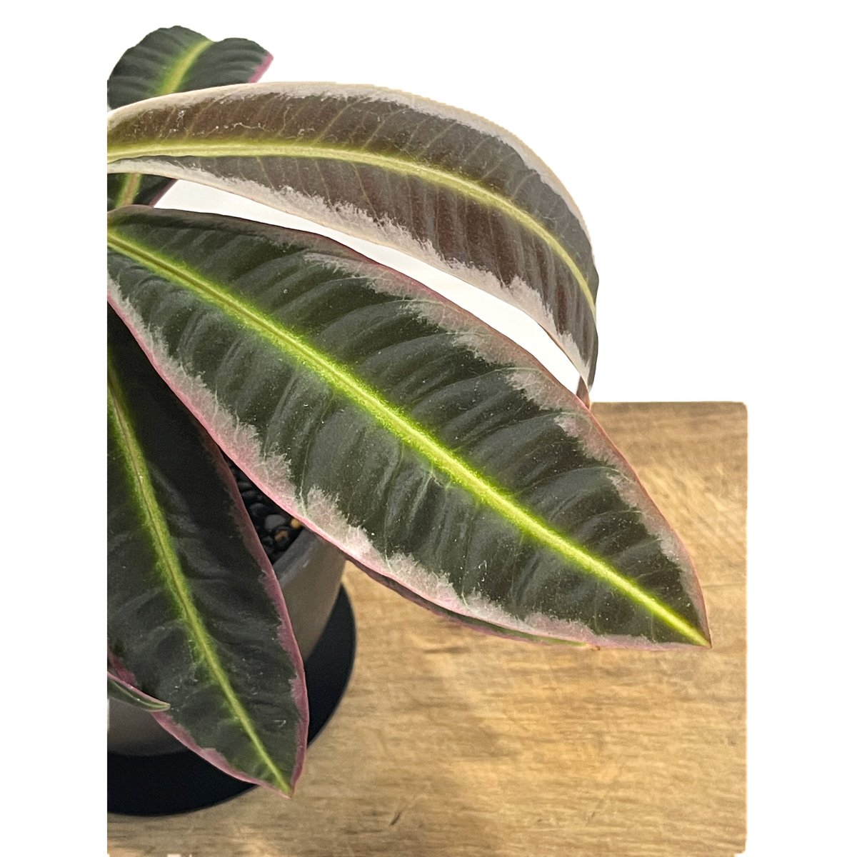 ラビシア sp.「Labisia sp.」79A-3 | SHOUCHIKUEN