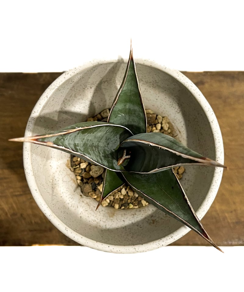 専用　Sansevieria pinguicula Longifoli 専用 Sansevieria pinguicula Longifoli 専用 Sansevieria