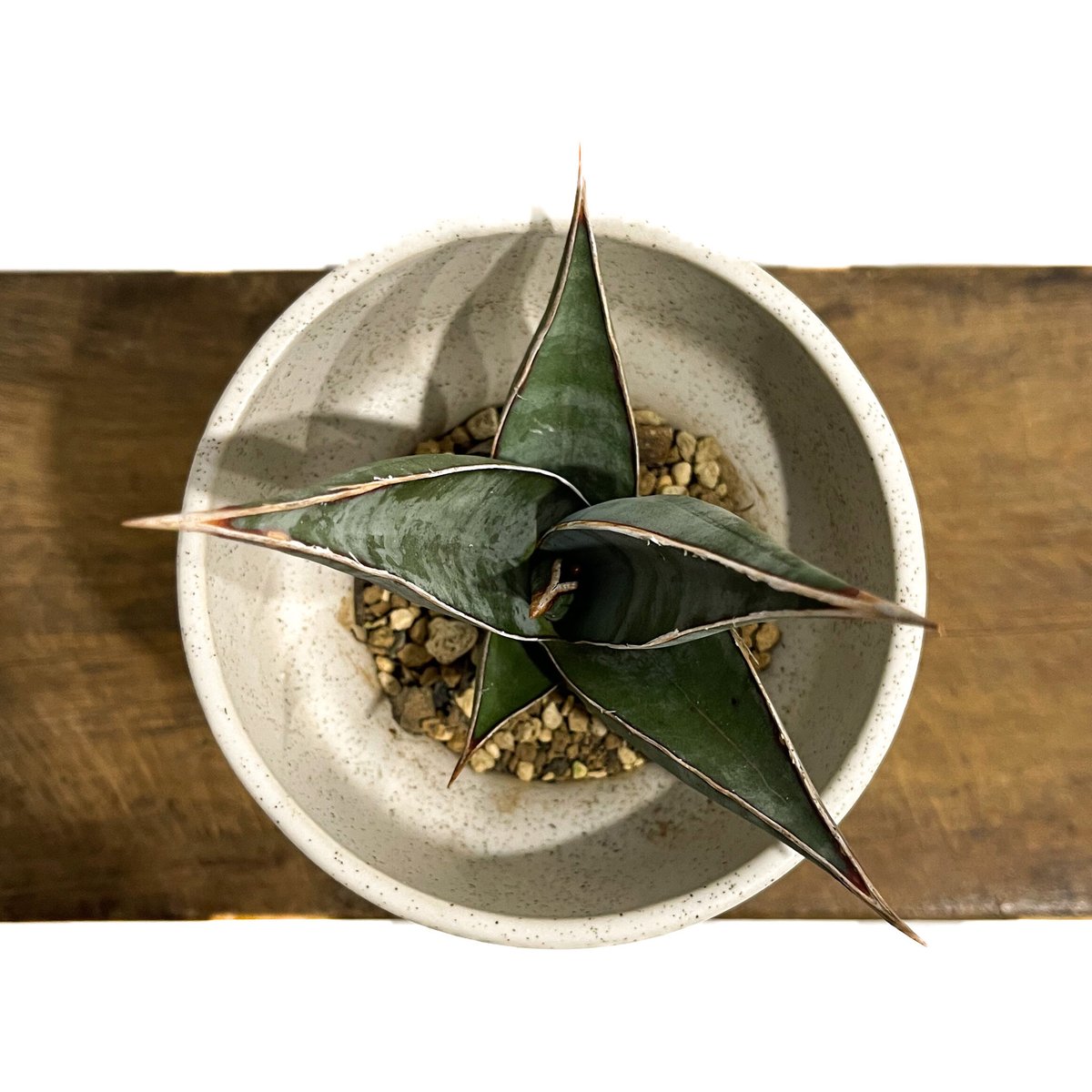 サンセベリア ピングイキュラ ロンギフォリア 「Sansevieria