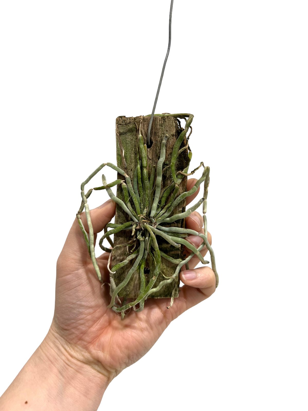 キロスキスタ sp. サクラ(桜) 「Chiloschista sp. Sakura」15K