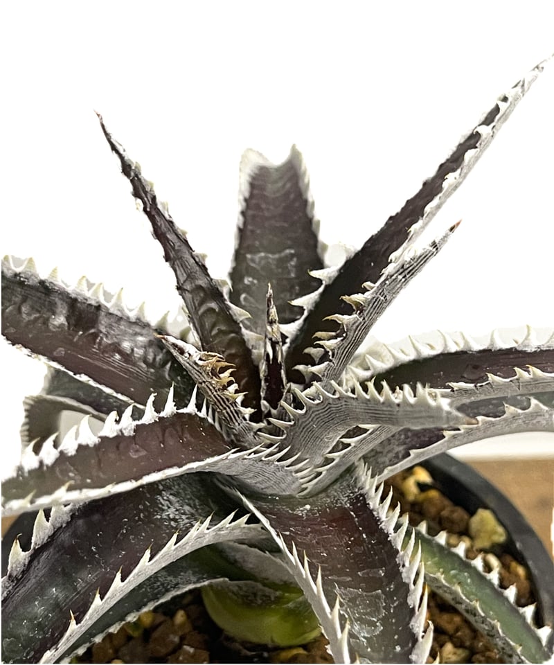 ディッキア Dyckia  Storm ディッキア：Dyckia '4th of July Series #XX1-3' x ('Silver