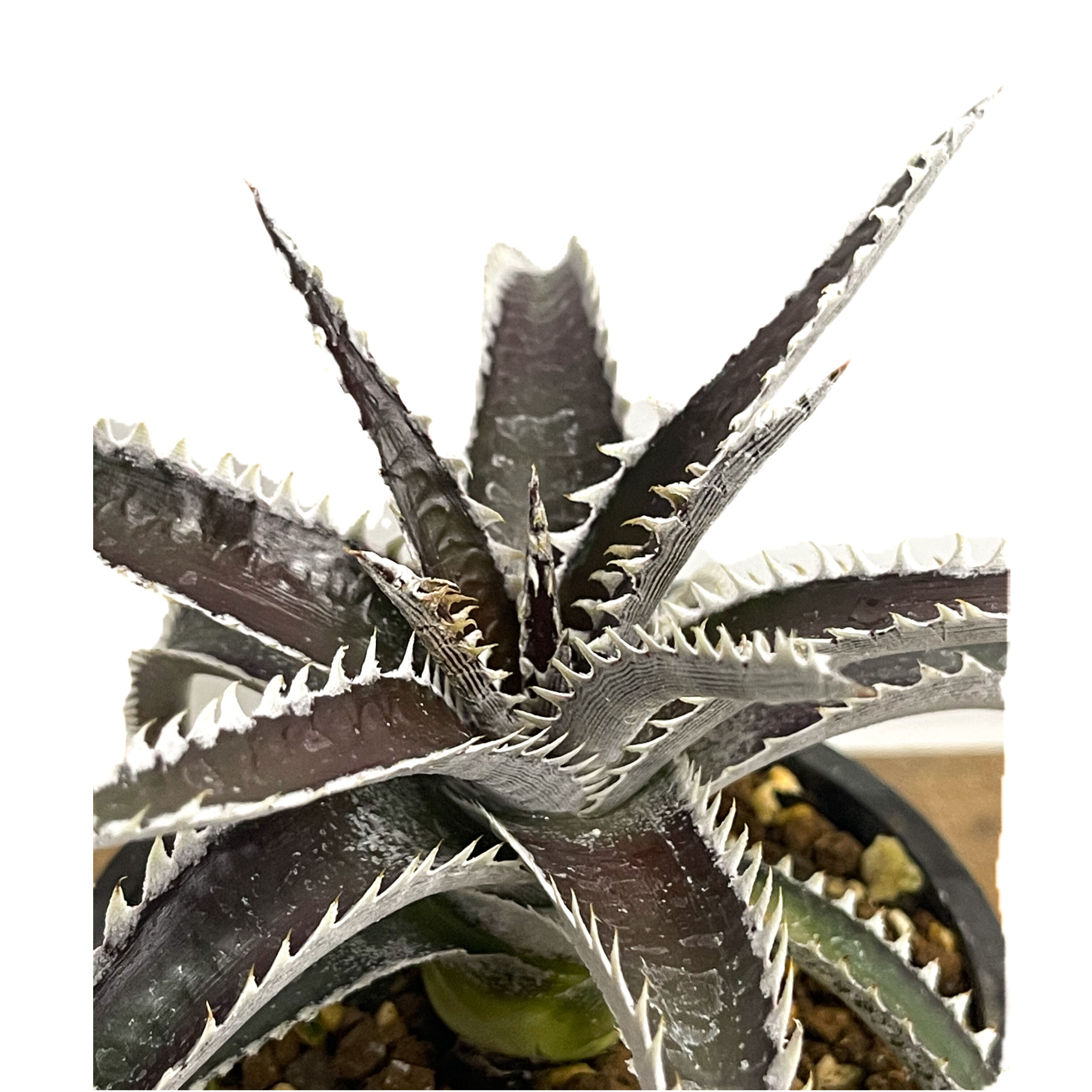 ディッキア DT-10 x オブシディアン「Dyckia DT -10 x Obsidian」