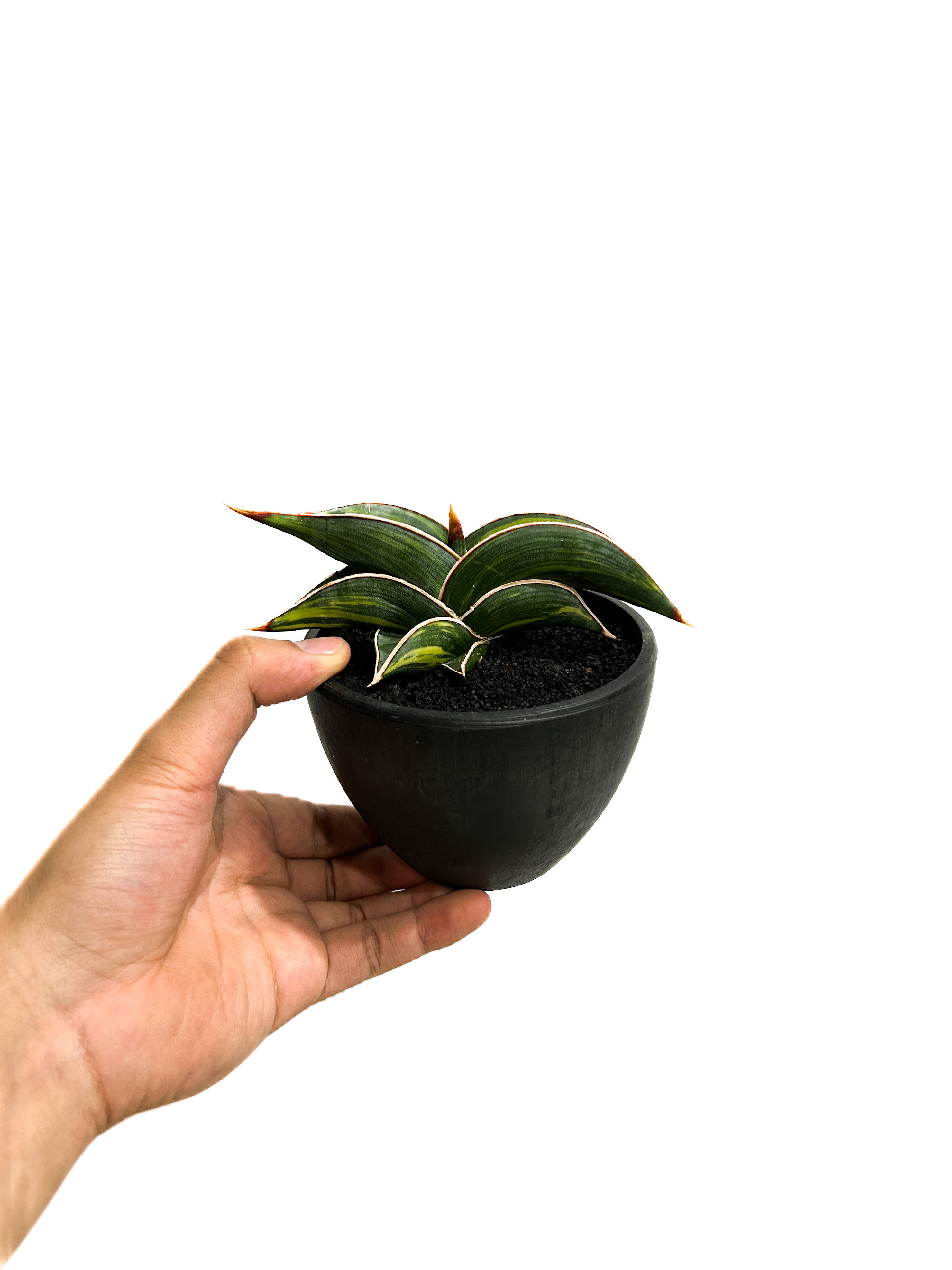 サンセベリア ロリダ 斑入り「Sansevieria rorida Var.」6/14-771