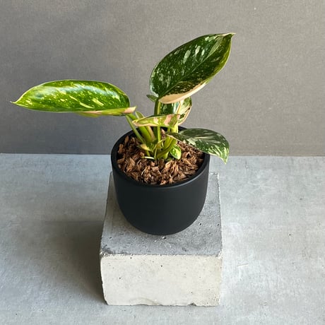 フィロデンドロン | STORES