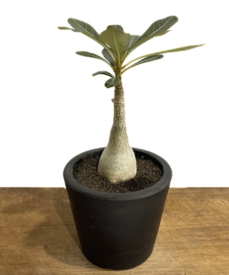 コンゴDR南部産 ポギーオオツノカナブン 褐色 81mm コンゴDR南部産 ポギーオオツノカナブン 褐色 81mm コンゴDR南部産