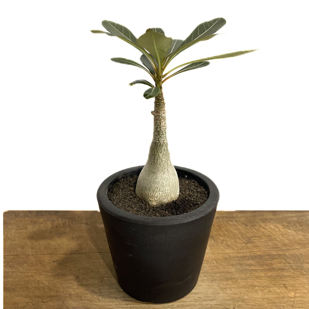 【極美株】アデニウム ソコトラナム 選抜株/ Adeniumsocotranu 極美株】アデニウム ソコトラナム 選抜株/ Adeniumsocotranu