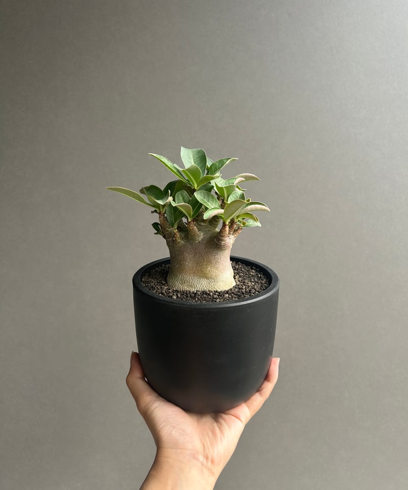 【激レア/ブラックスキン/ドワーフ 】アデニウム スーパーレッド B-1 鉢植え アデニウム アラビカム スーパー ドワーフ “ブラック” 「Adenium