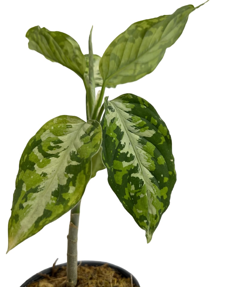 アグラオネマ ピクタム トリカラー「Aglaonema pictum tricolor」67I