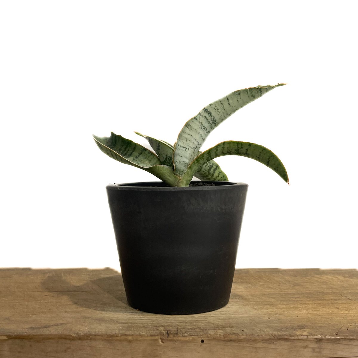 サンセベリア エムベヤ ブルー「Sansevieria Mbeya Blue」38E-1 |
