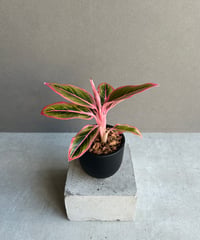 ビルベルギア チェリーグロウ「 Billbergia Cherry Glow 」3/10-77