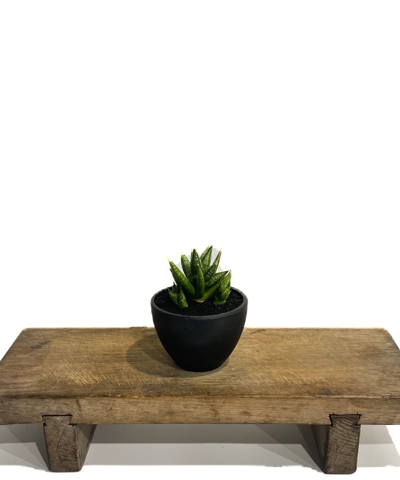 サンセベリア ミン マニー 「Sansevieria Ming Manee by Unyama
