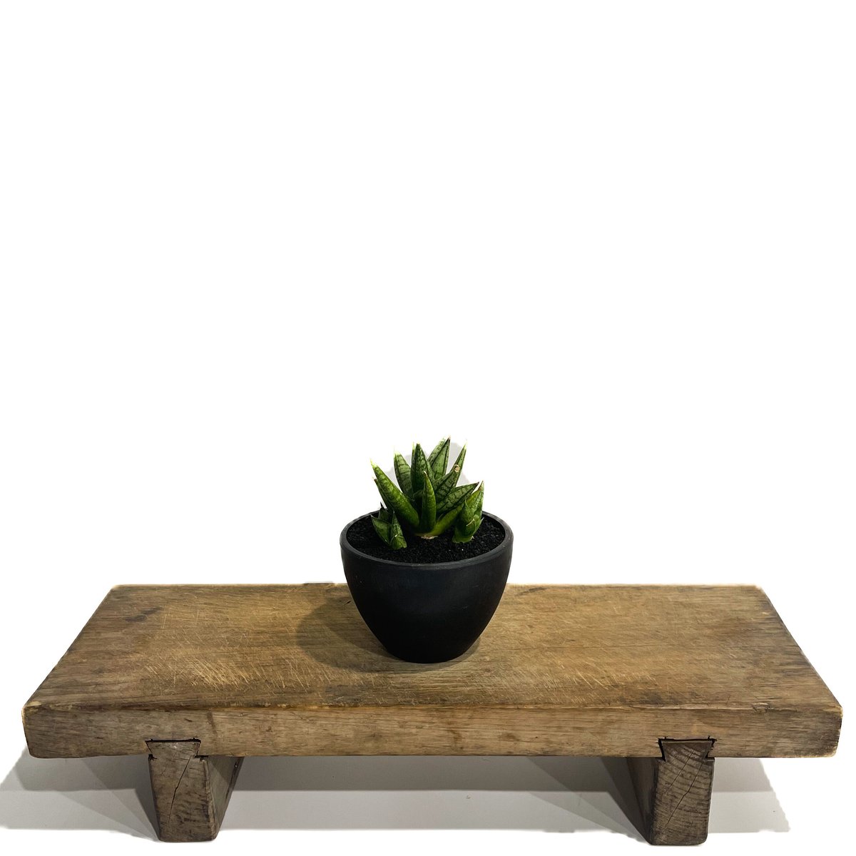 サンセベリア ミン マニー 「Sansevieria Ming Manee by Unyama