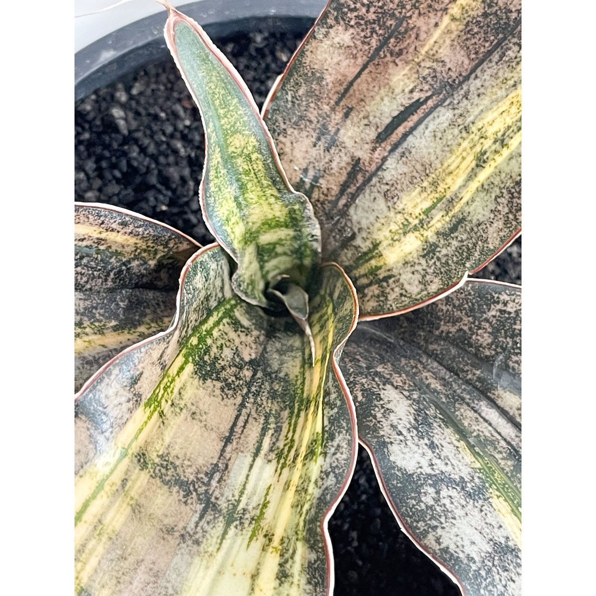 サンセベリア キルキー コパトーン 斑入「Sansevieria Kirkii var. pu