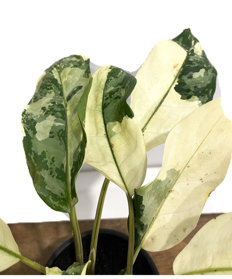 アグラオネマ マニラズ プライド 斑入「Aglaonema Manila's Pride va