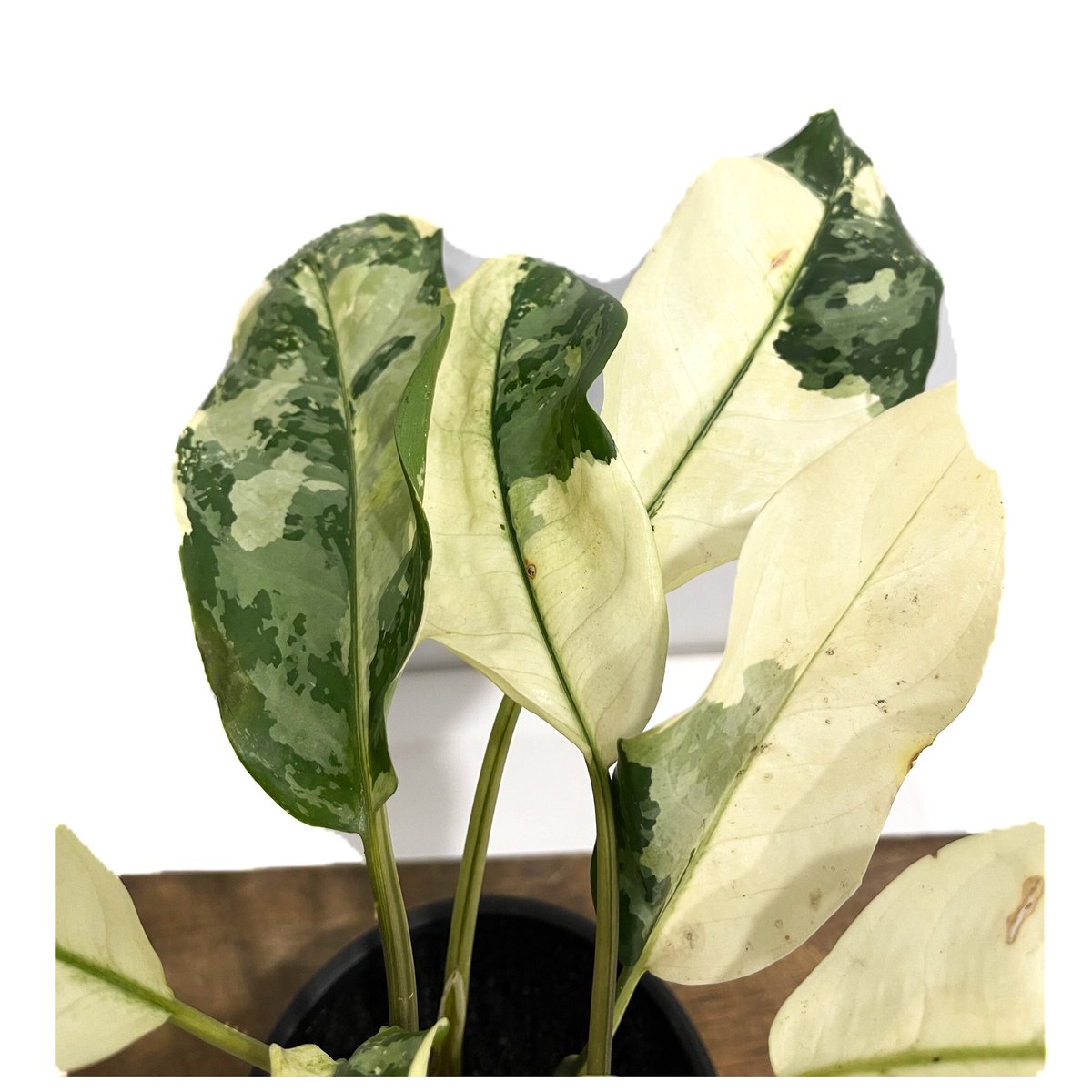 アグラオネマ マニラズ プライド 斑入「Aglaonema Manila's Pride va