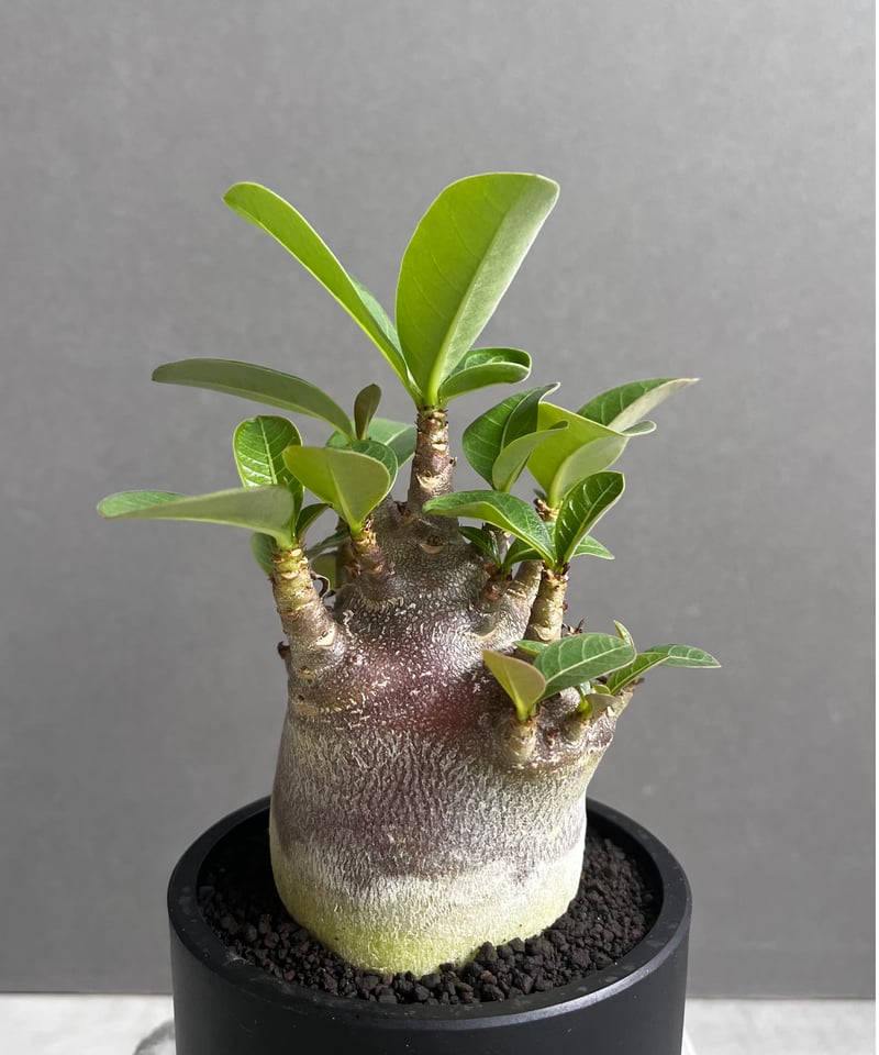 アデニウム アラビカム スーパー ドワーフ “ブラック” 「Adenium