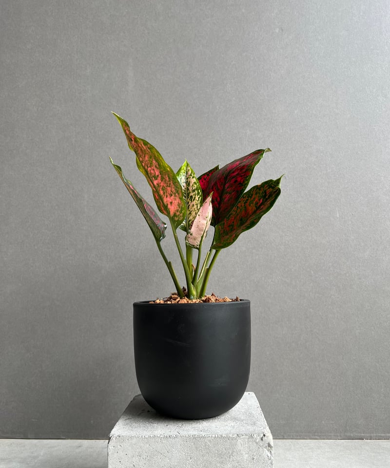 アグラオネマ カンクン 'ブラック' 「Aglaonema Kankun 'Black'」62