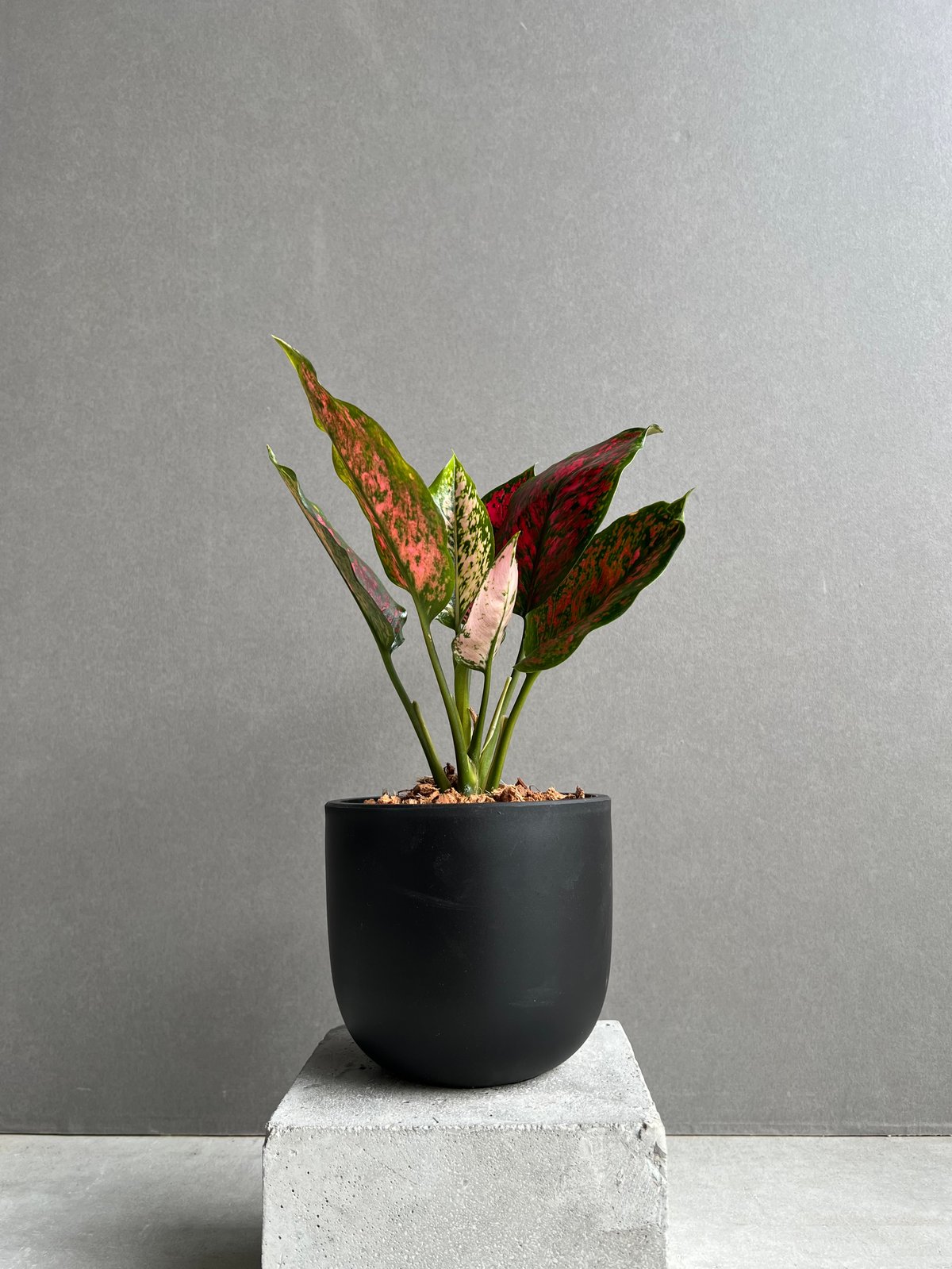 アグラオネマ カンクン 'ブラック' 「Aglaonema Kankun 'Black