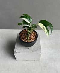 ザミオクルカス 斑入 “ブラックピンク”「Zamioculcas Zamiifolia Var