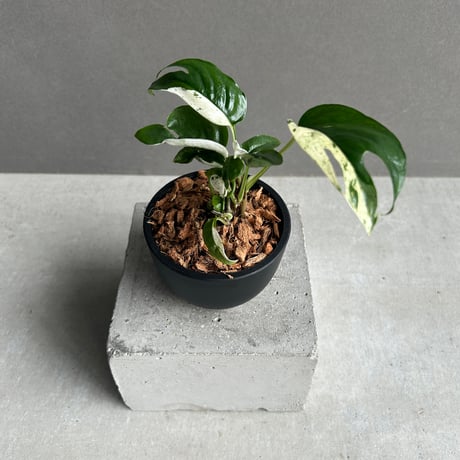 エピプレムナム | STORES