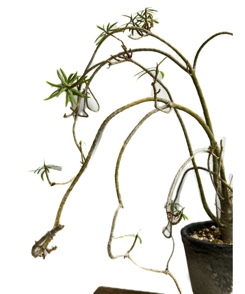 ユーフォルビア バルサミフェラ「 Euphorbia balsamifera」7/30-99A