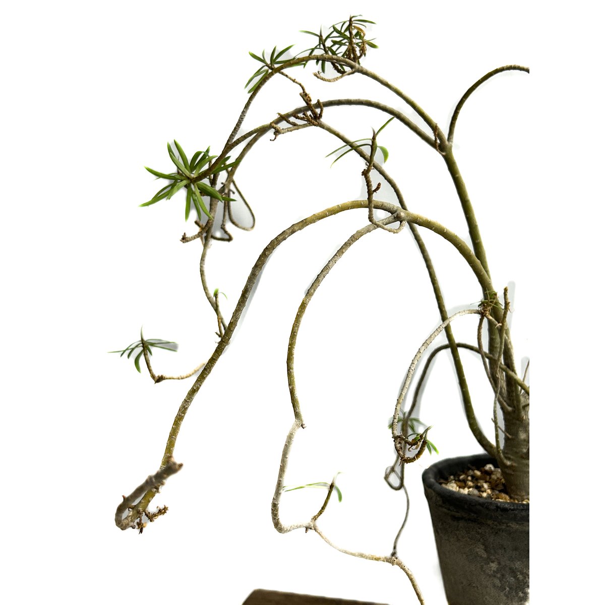 ユーフォルビア バルサミフェラ「 Euphorbia balsamifera」7/30-99A