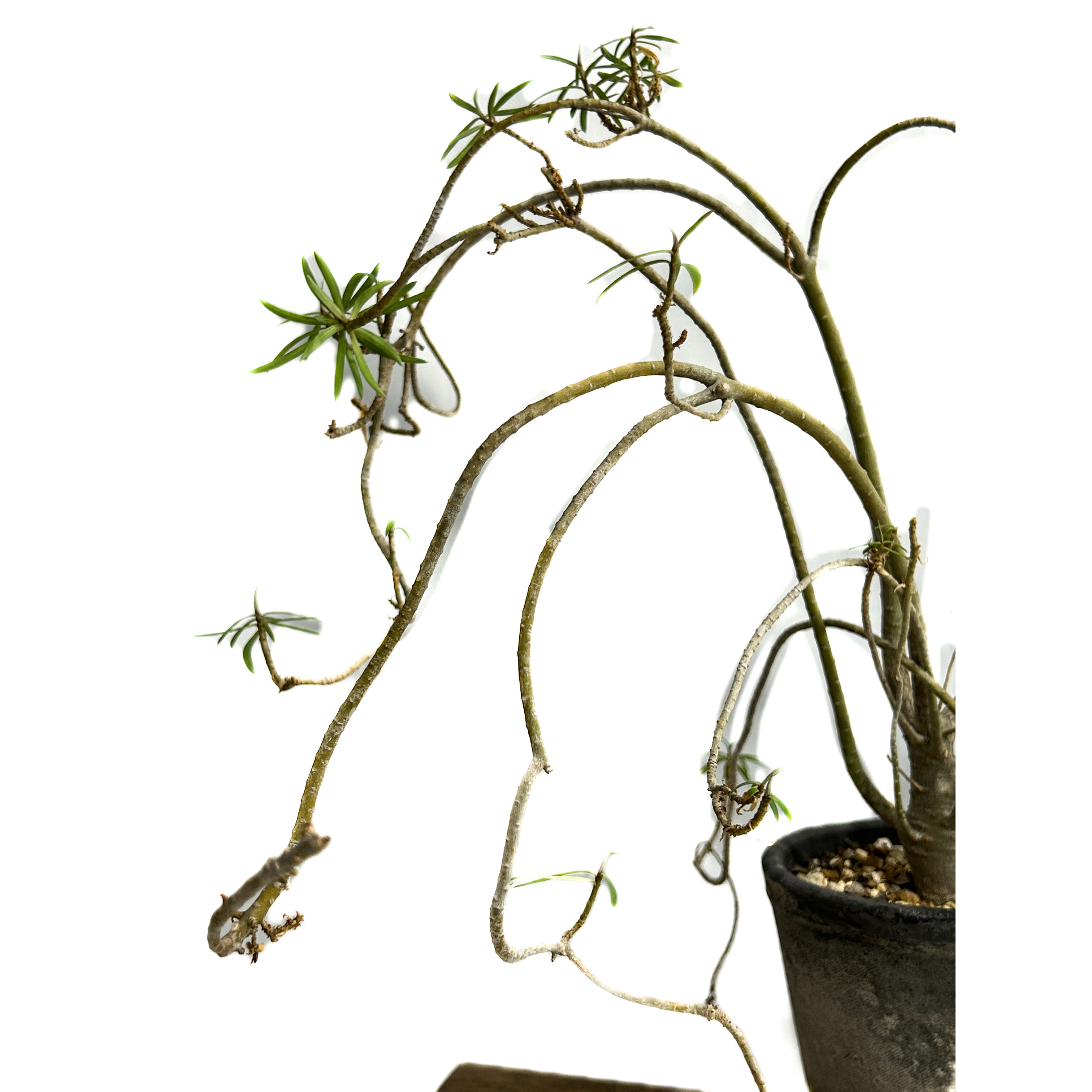 ユーフォルビア バルサミフェラ「 Euphorbia balsamifera」7/30-99A
