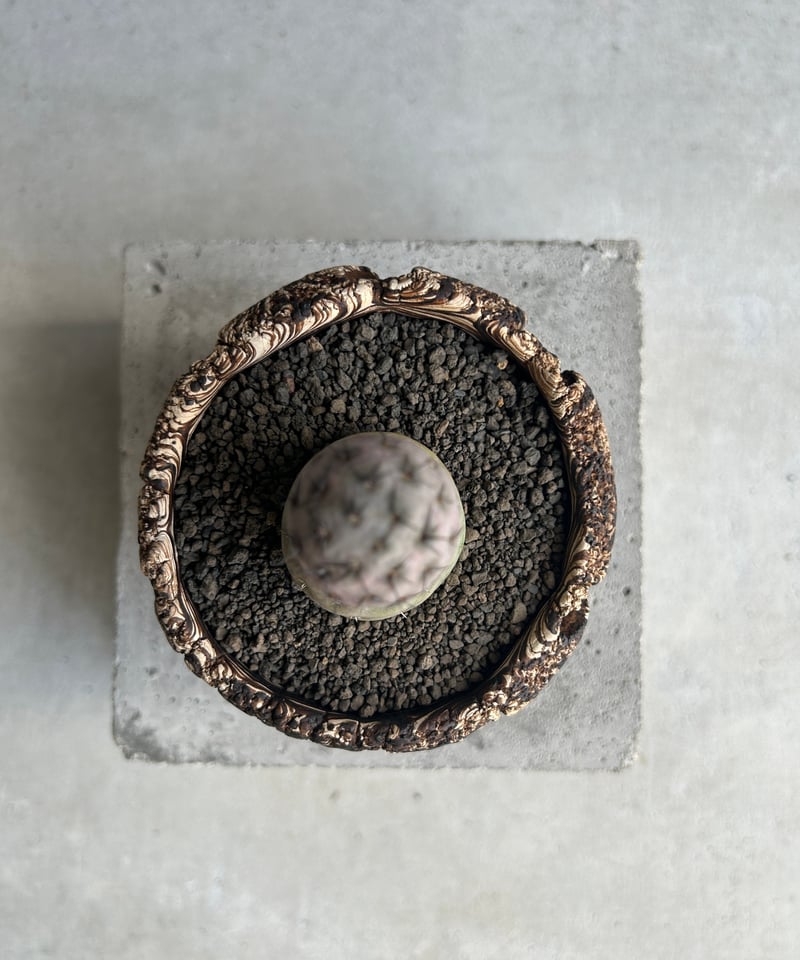 テフロカクタス ゲオメトリクス+plantsmonsters pot 「Tephrocactu