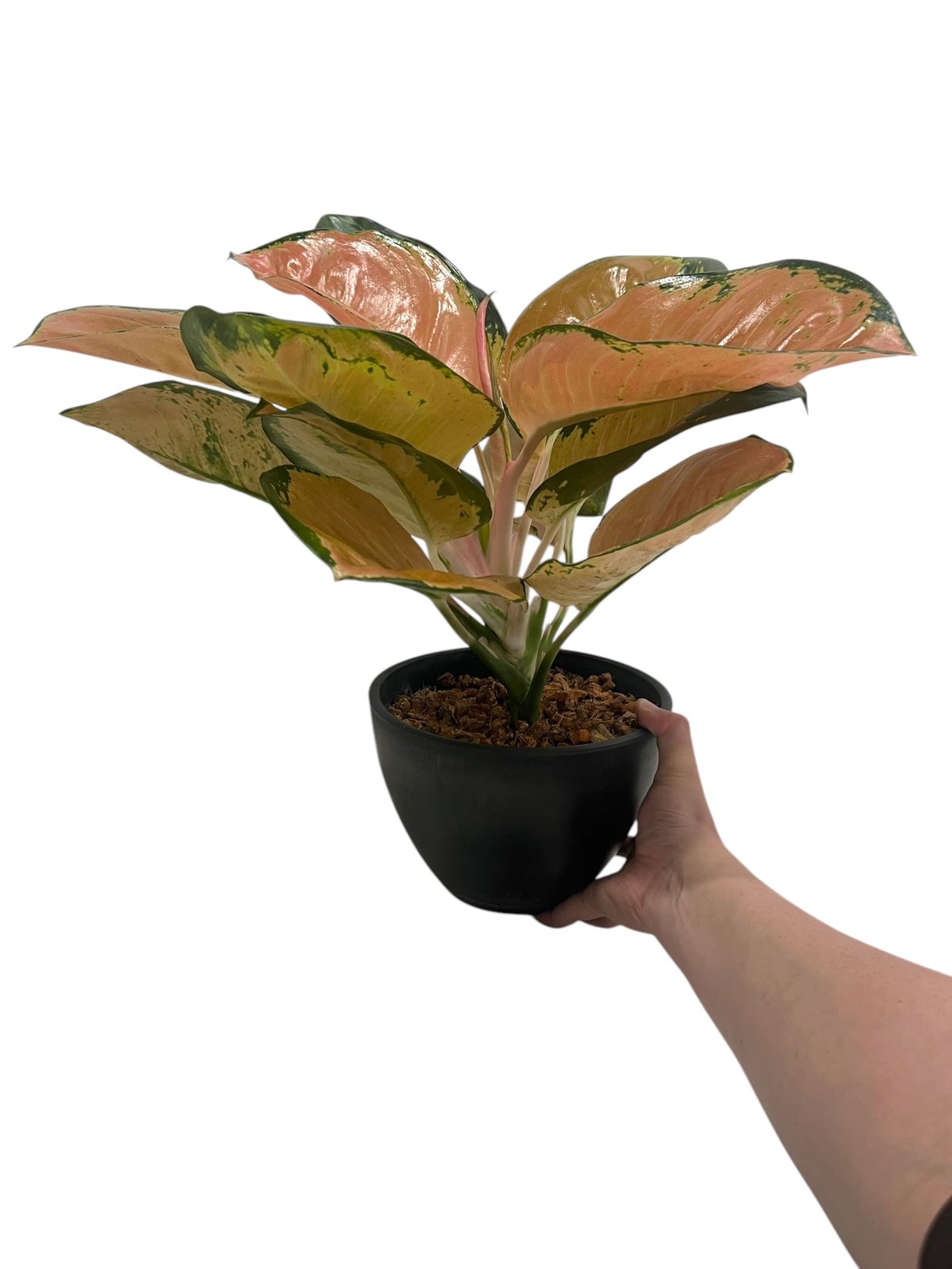 アグラオネマ スターバックス 「Aglaonema Starbucks 」92U | SHO