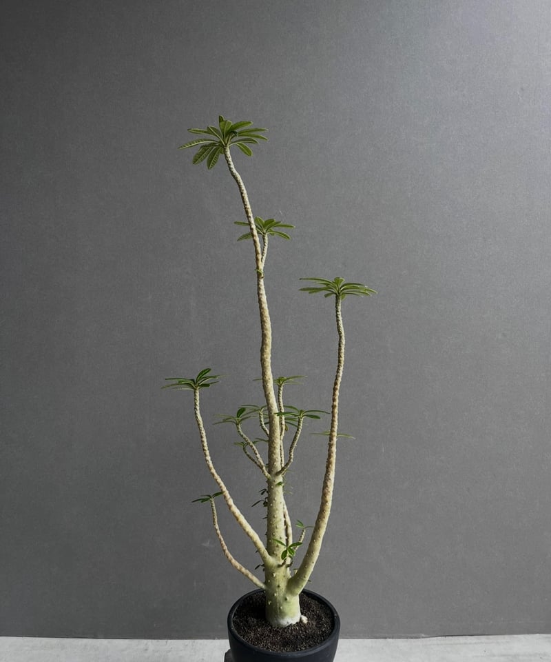 ドルステニア ギガス “選抜個体” 「Dorstenia gigas “Select”」62A