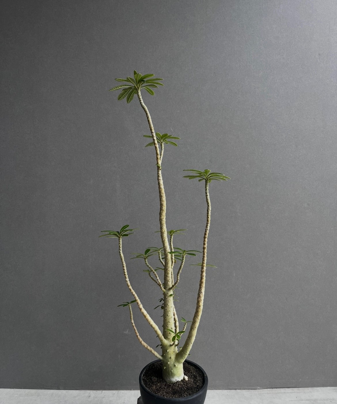 ドルステニア ギガス “選抜個体” 「Dorstenia gigas “Select”」62A