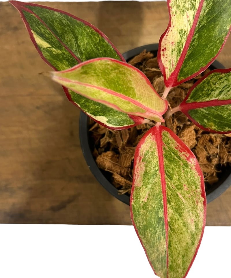 アグラオネマ サイアム オーロラ 斑入 「Aglaonema Siam Aurora Vari