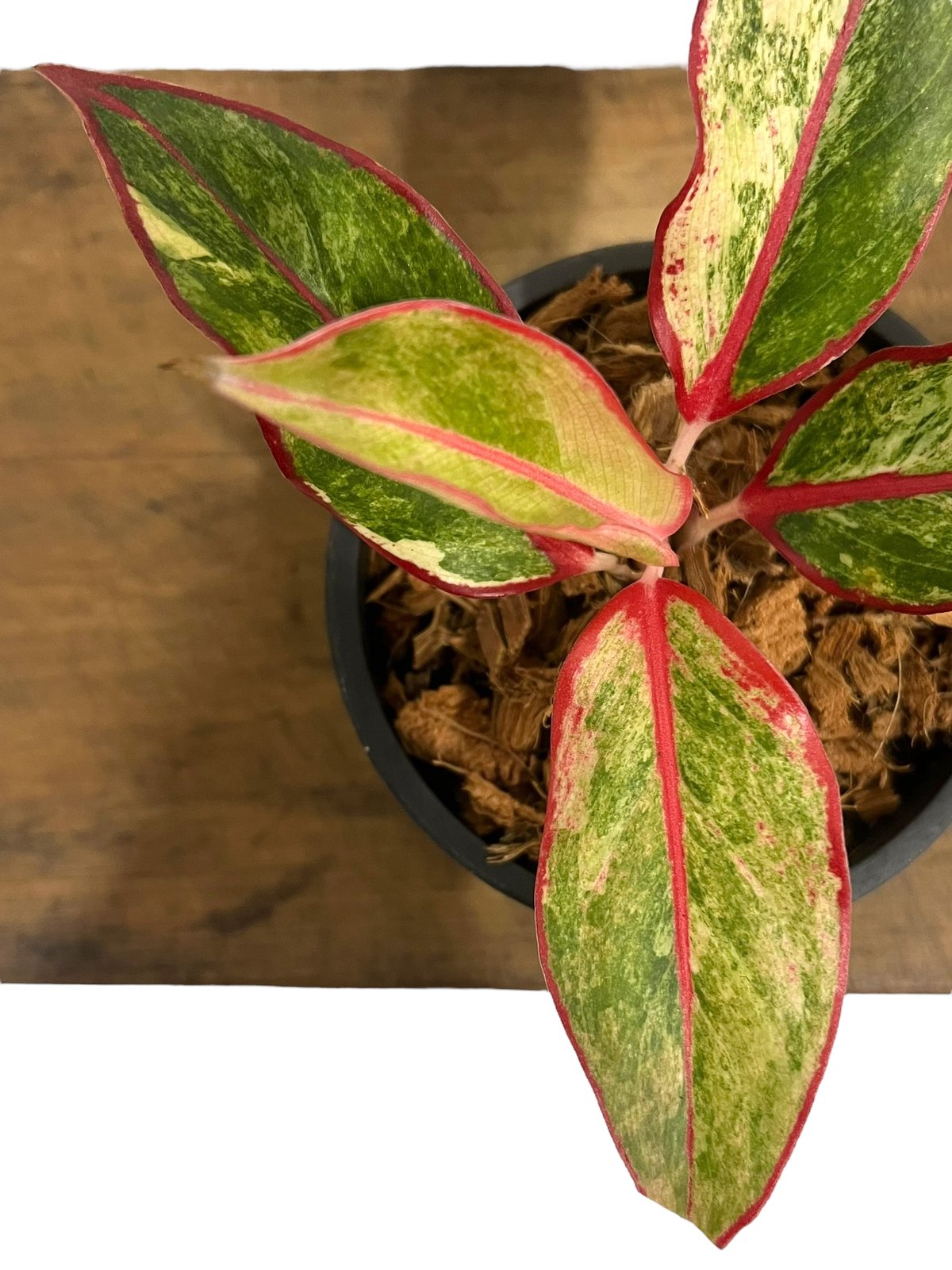 アグラオネマ サイアム オーロラ 斑入 「Aglaonema Siam Aurora Vari