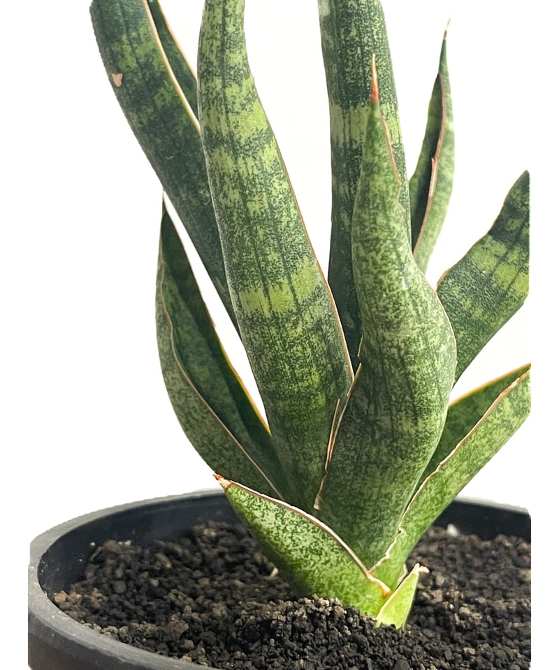 サンセベリア カミナリ「Sansevieria KAMINARI “雷”」64D-1 | SH