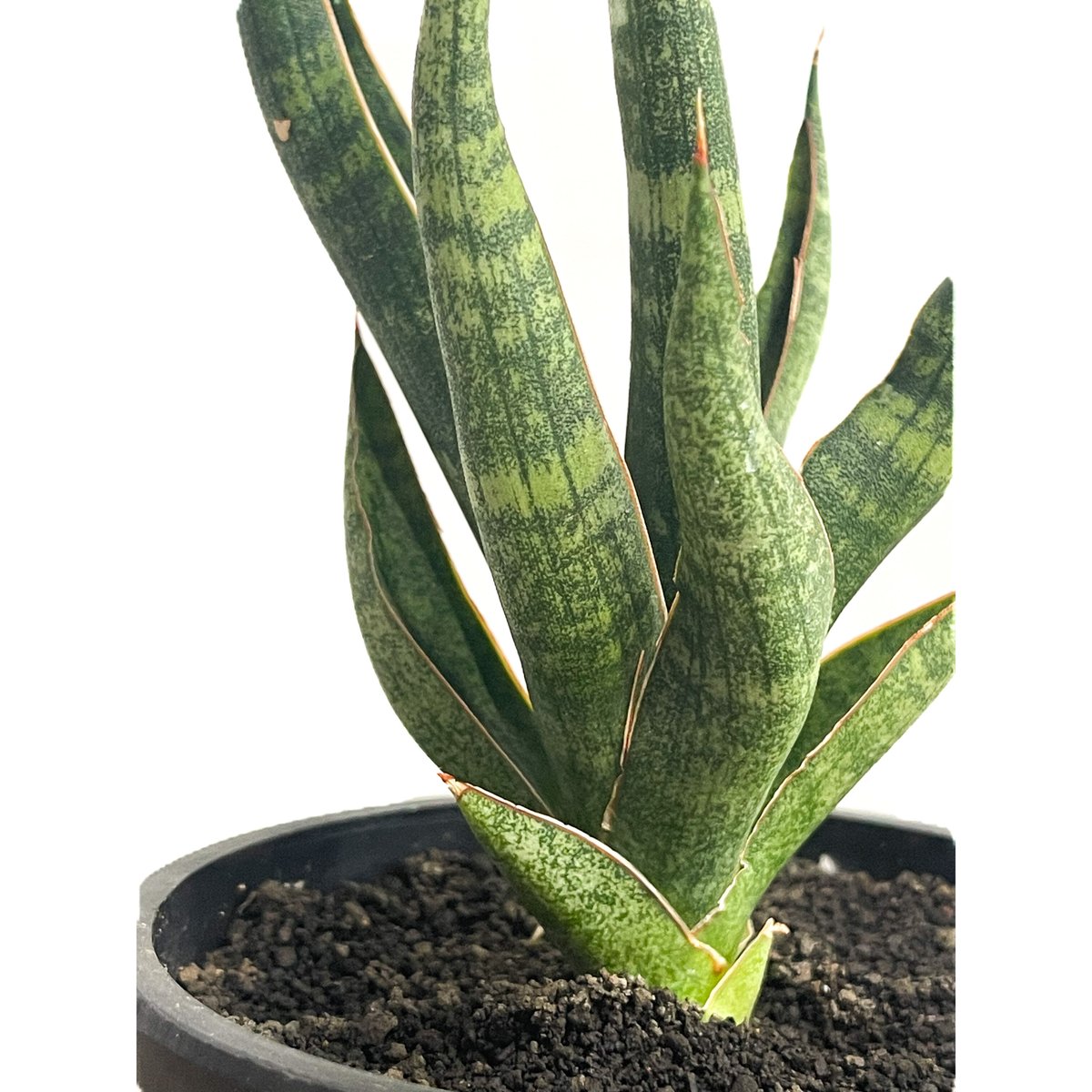 EMP サンスベリア カミナリ / 最後はイメージ SA393 EMP サンスベリア カミナリ / 最後はイメージ SA393 EMP