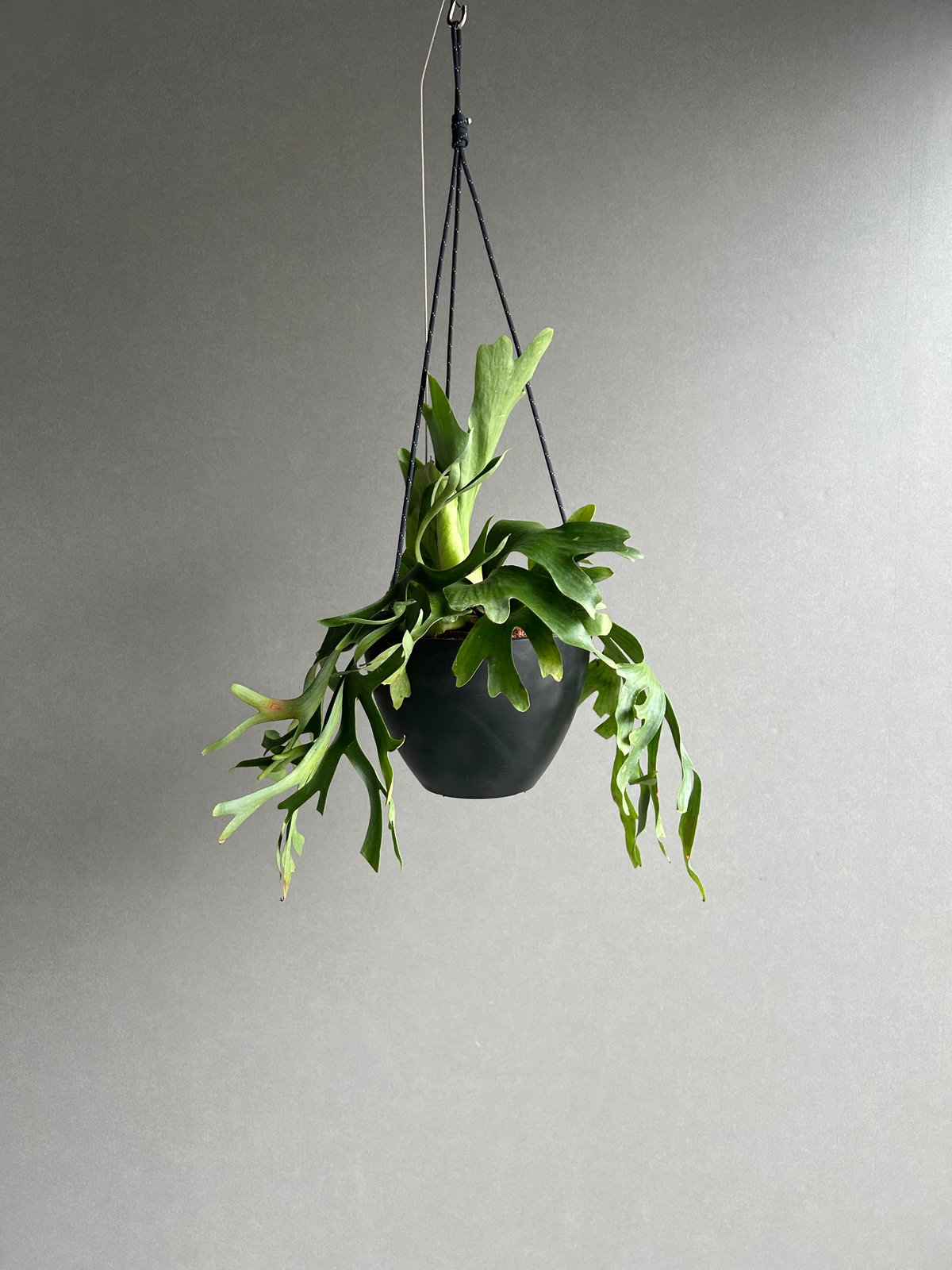 ビカクシダ コロナリウム ビカクシダ コロナリウム Platycerium coronarium コウモリラン