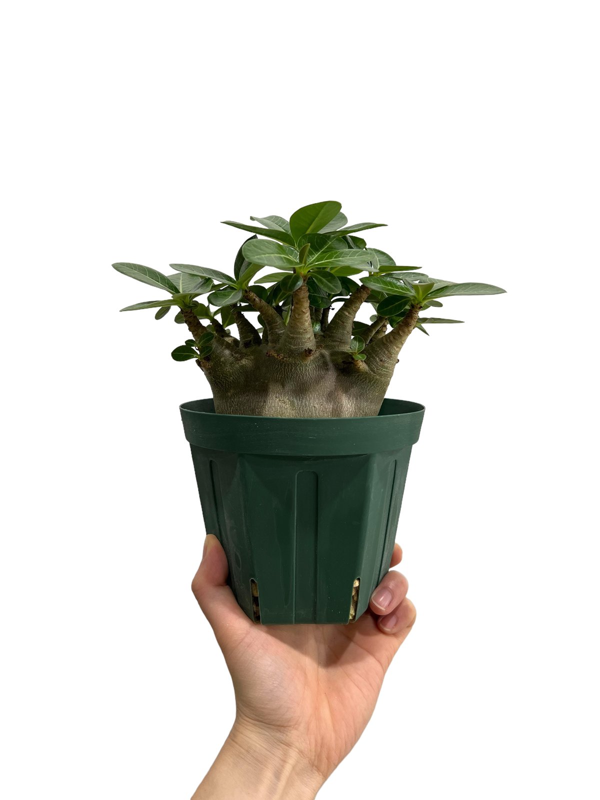 アデニウム アラビカム スーパー ドワーフ タイプ 「Adenium arabicum