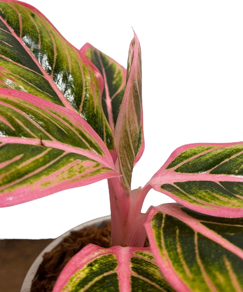 アグラオネマ ロータス デライト 「Aglaonema Lotus Delight アグラオネマ ロータス デライト 「Aglaonema Lotus Delight