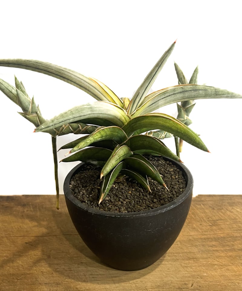 サンスベリア　ラブラノリス　1970　White aurea ザ・ファームセレクト]サンセベリア：Lav.1970 斑入り