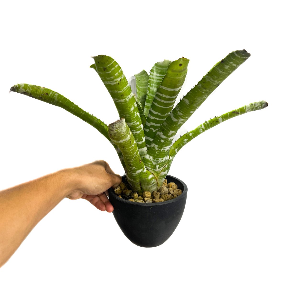 エクメア　チャンティーニ　ハイブリッド　セレクト エクメア チャンティニー ハイブリッド | GREEN LUCK