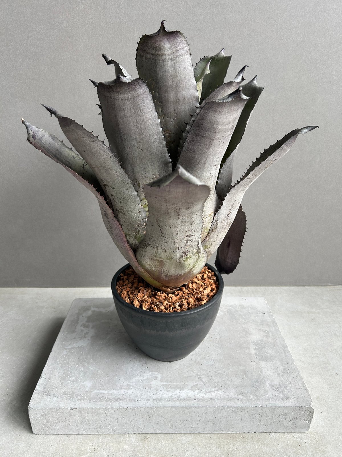 エクメア チャンティニーシルバートップ / ビルベルギア