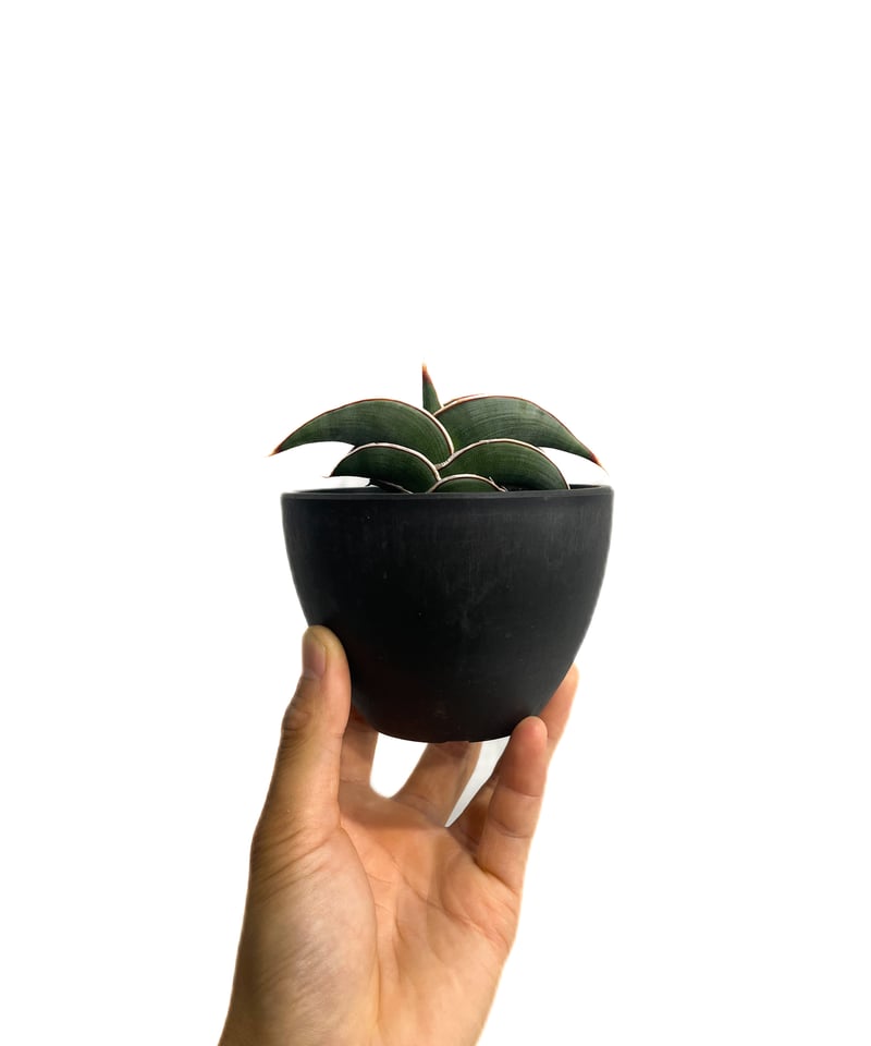 サンセベリア ロリダ 「Sansevieria rorida」85F-1 | SHOUCHI