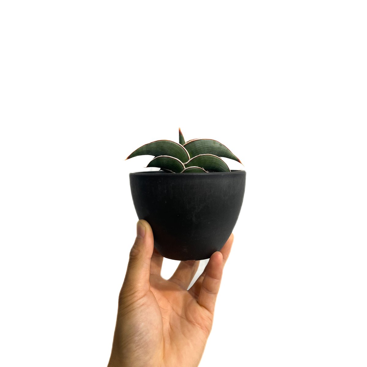 サンセベリア ロリダ 「Sansevieria rorida」85F-1 | SHOUCHI