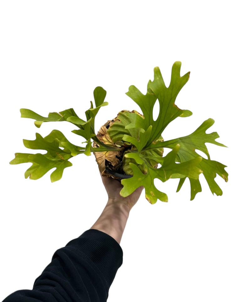 P.ridleyi_リドレイ e◆ ビカクシダ ビカクシダ リドレイ(by ヌクル) 「Platycerium ridleyi (by Nuk