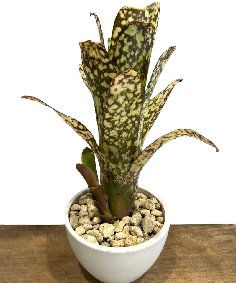 ビルベルギア コラン マジック 「Billbergia Kolan Magic 」48H |