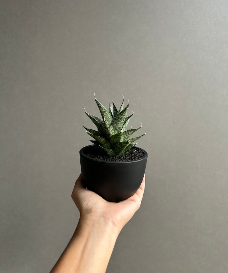 サンセベリア ブラック キャッスル「Sansevieria Black Castle 」49I