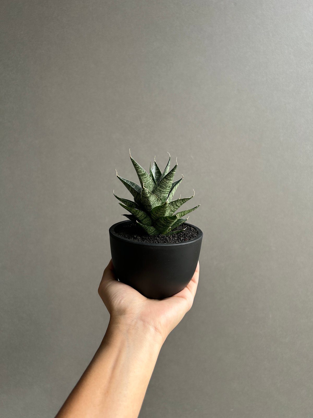 サンセベリア ブラック キャッスル「Sansevieria Black Castle 」49I